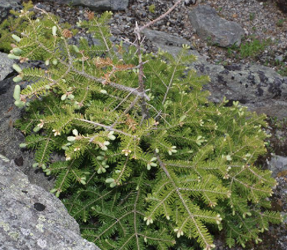  p>香脂冷杉(学名: i>abies balsamea /i> (l.) mill.