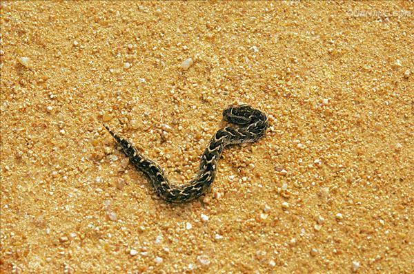 ="gnrr98x7gd">鼓腹咝蝰(bitis arietans),又名鼓腹蝰蛇,俗称鼓腹毒蛇