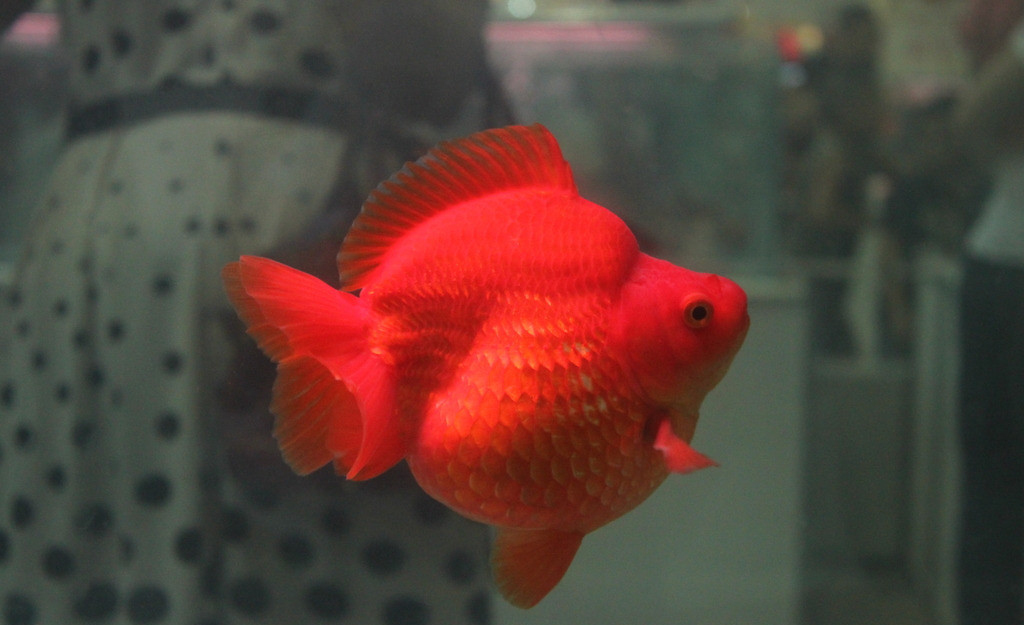 琉金鱼
