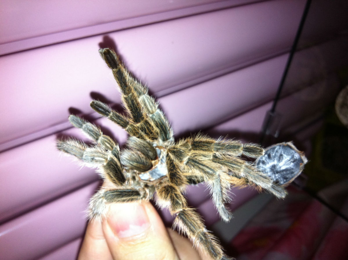  p>红玫瑰蜘蛛原产于智利的荒漠中.