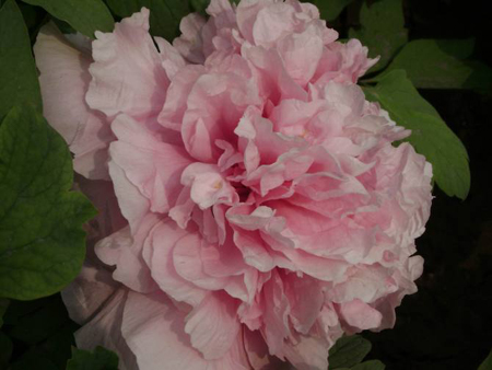  p>粉荷飘江是芍药科芍药属植物. /p>