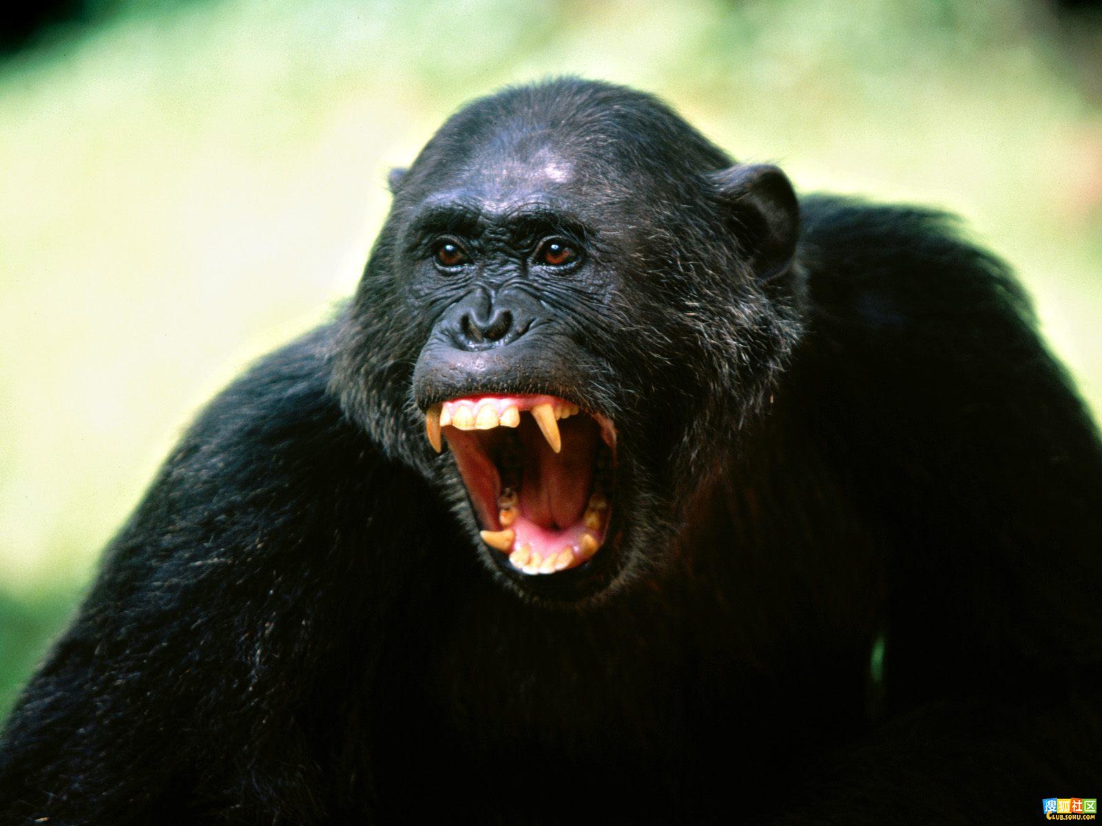  p>戴安娜须猴,英文名:cercopithecusdiana.