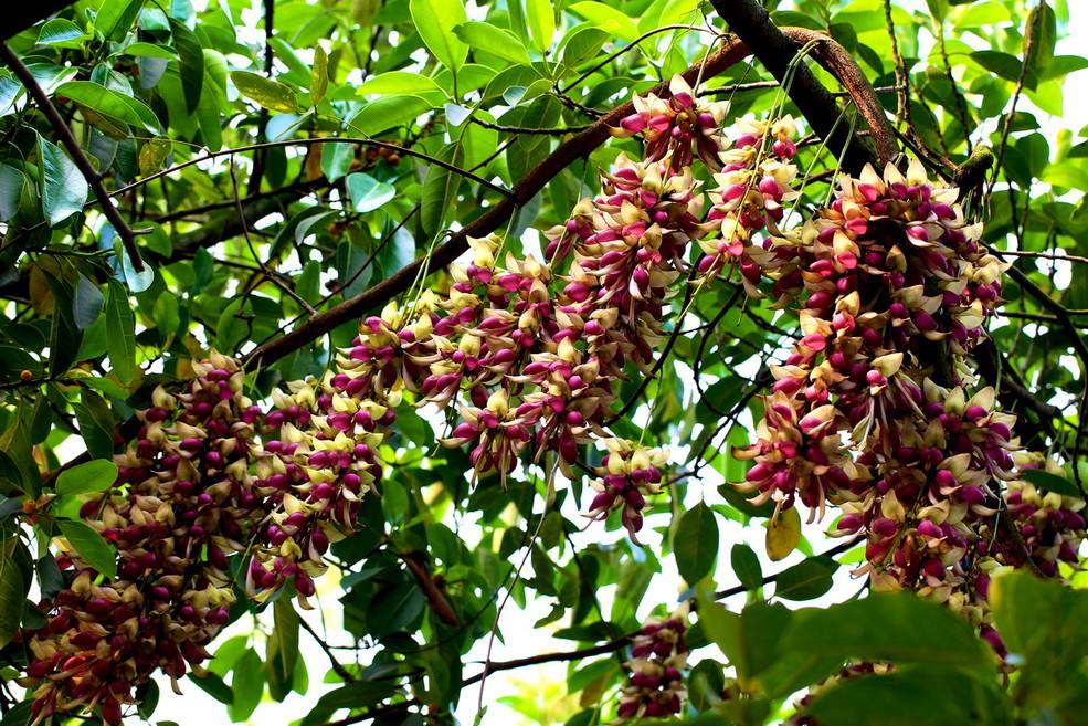 紫雀花属( a target="_blank" href="/item/学名/8074290" data