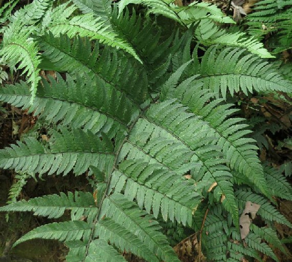  p>长刺复叶耳蕨是一种鳞毛蕨科植物. /p>