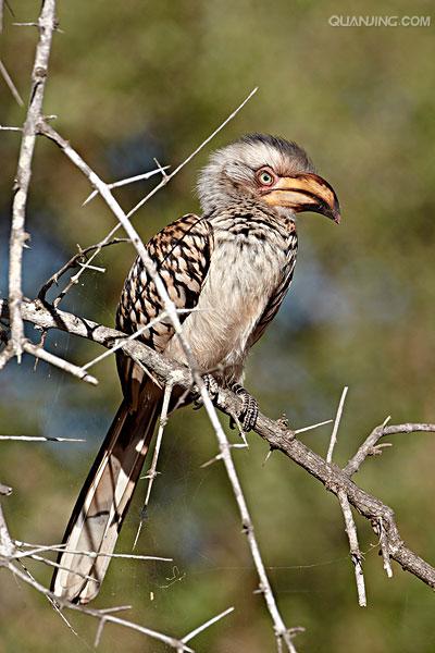  p>犀鸟( i>anthracoceros albirostris /i>)是一种奇特而珍贵的大型