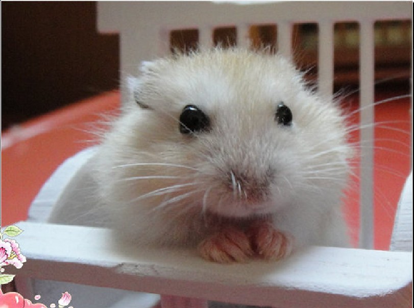  p>布丁鼠是 a target="_blank" href="/item/加卡利亚仓鼠/10106253"