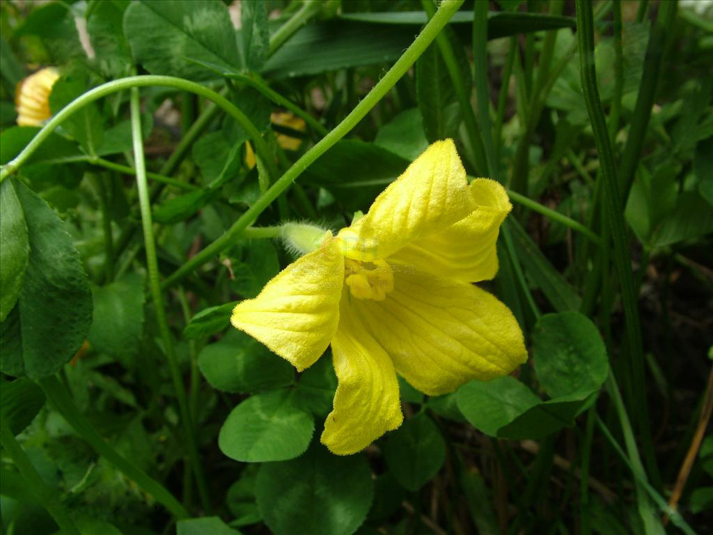  p>赤瓟子为葫芦科植物.