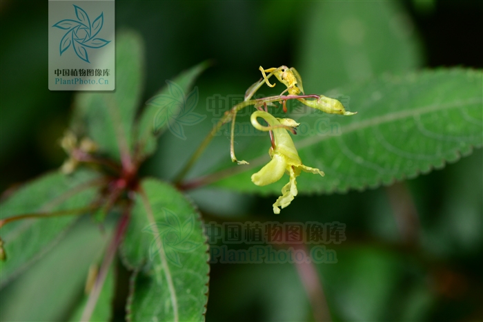  p>簇序草是唇形科植物中的一个种,多年生草本,株高约30-40cm,主要