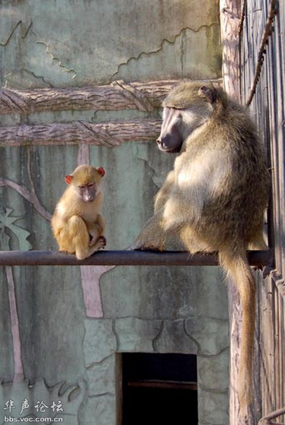平壤朝鲜中央动物园