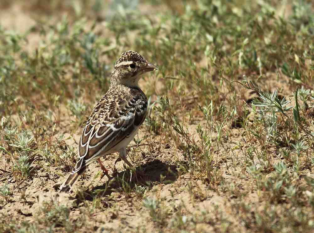 melanocorypha bimaculata