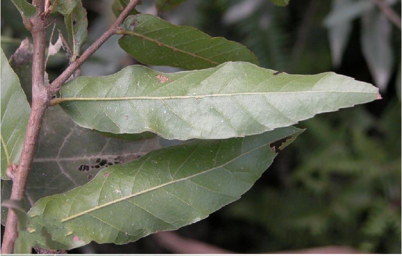  p>小叶栎(学名: i>quercus chenii /i> nakai)是壳斗科,栎属落叶 a