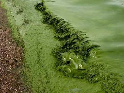  p>水体富营养化 i>(eutrophication) /i>指的是水体中n,p等 a href="