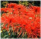  p>短日照植物(short day plant)指只有当日照长度短于其 a target="