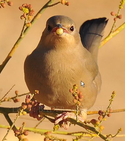  p>灰连雀(学名:hypocolius ampelinus)是鸟纲雀形目灰连雀科的仅有 a
