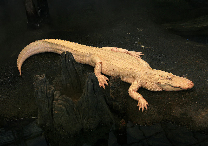  p>美国短吻鳄(学名: i>alligator mississippiensis /i>),又称密河鳄