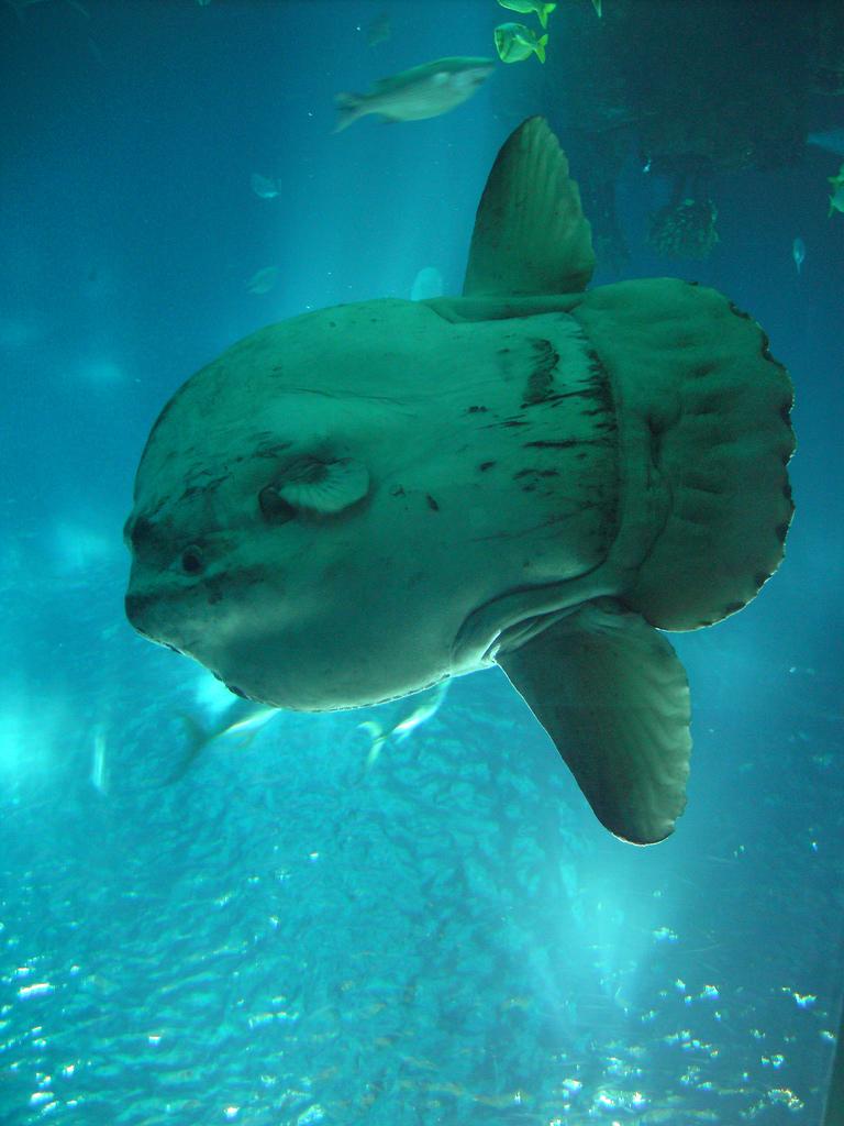  p>翻车豚是一种 a target="_blank" href="/i