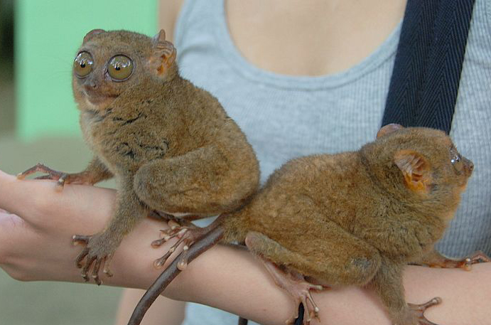  p>眼镜猴(学名:philippine tarsier),又称 a href="#" data-lemmaid=
