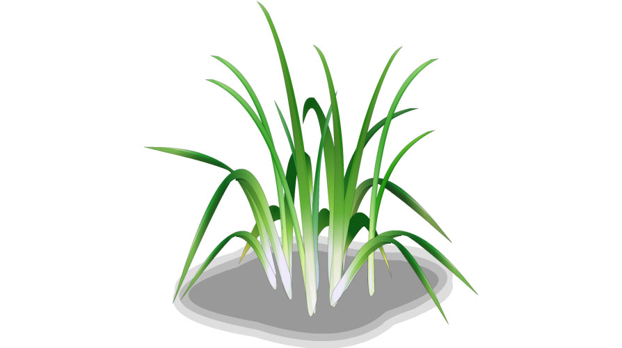 item/分葱/1221347" data-lemmaid="1221347">分葱 /a>(小葱)变种与 a