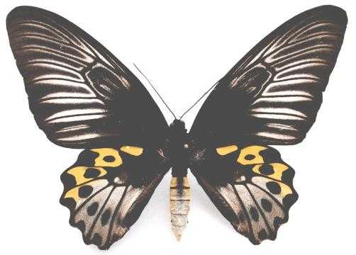  p>海滨裳凤蝶(学名:troides hypolitus cellularis )是凤蝶科 a