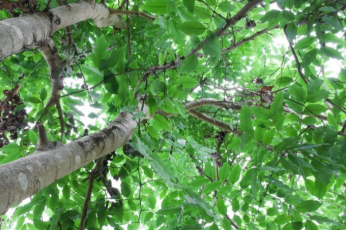 被称为“植物黄金”的杜仲树，为何如此受人喜爱_百科TA说