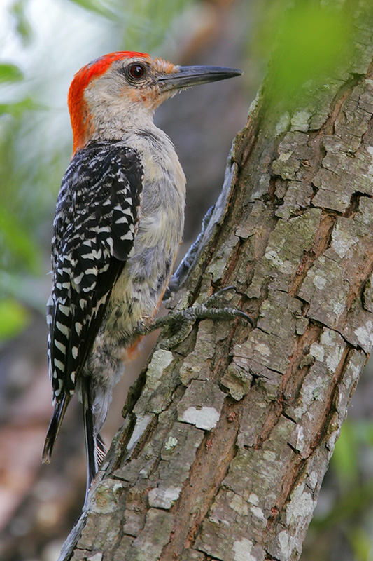 red-bellied woodpecker