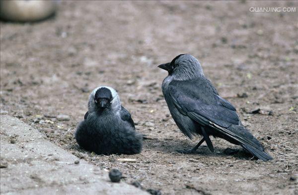  p>寒鸦(学名: i>corvus monedula /i>):体长37厘米.