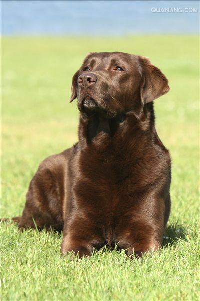 拉布拉多巡回猎犬