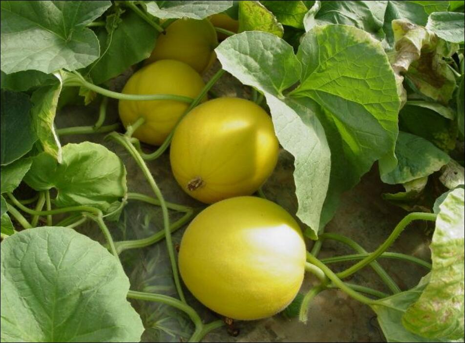  p>李岗西甜瓜,宁夏石嘴山市 a target="_blank" href="/item/惠农区