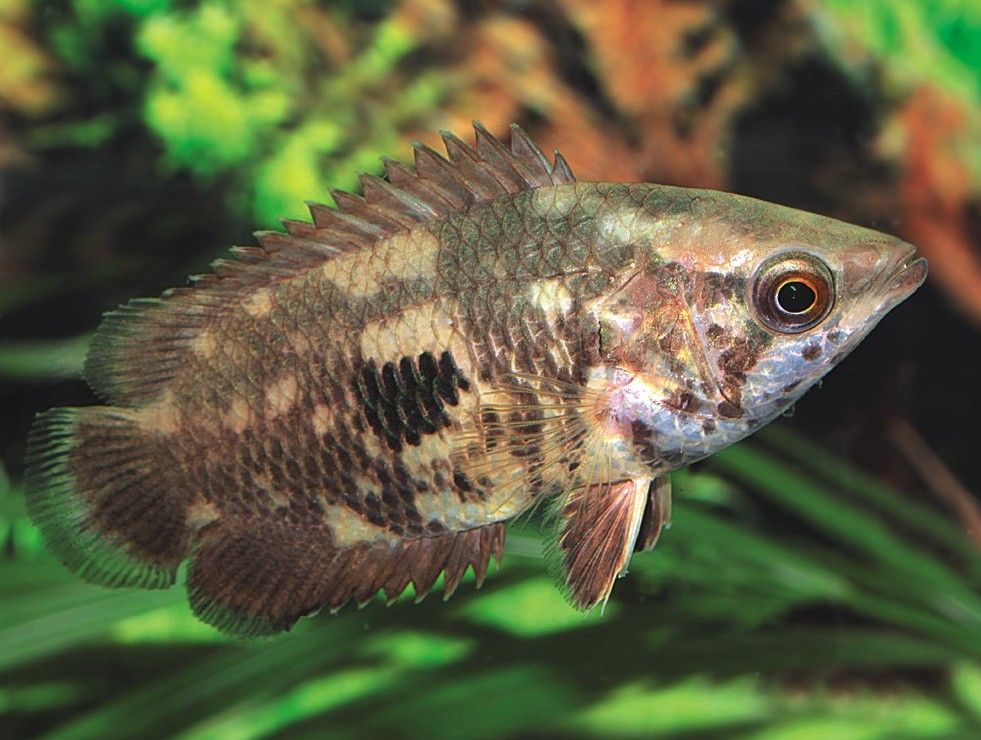  i>anabantidae /i>)是鲈形目,攀鲈亚目下一个科,包含攀鲈属,非洲攀鲈