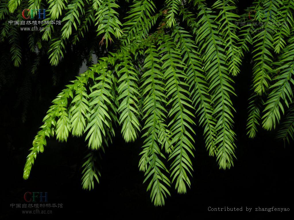  p>台湾杉(学名: i>taiwania cryptomerioides /i>)又称台湾杉,台湾爷
