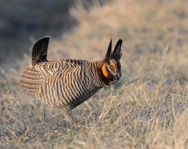 greater prairie chicken