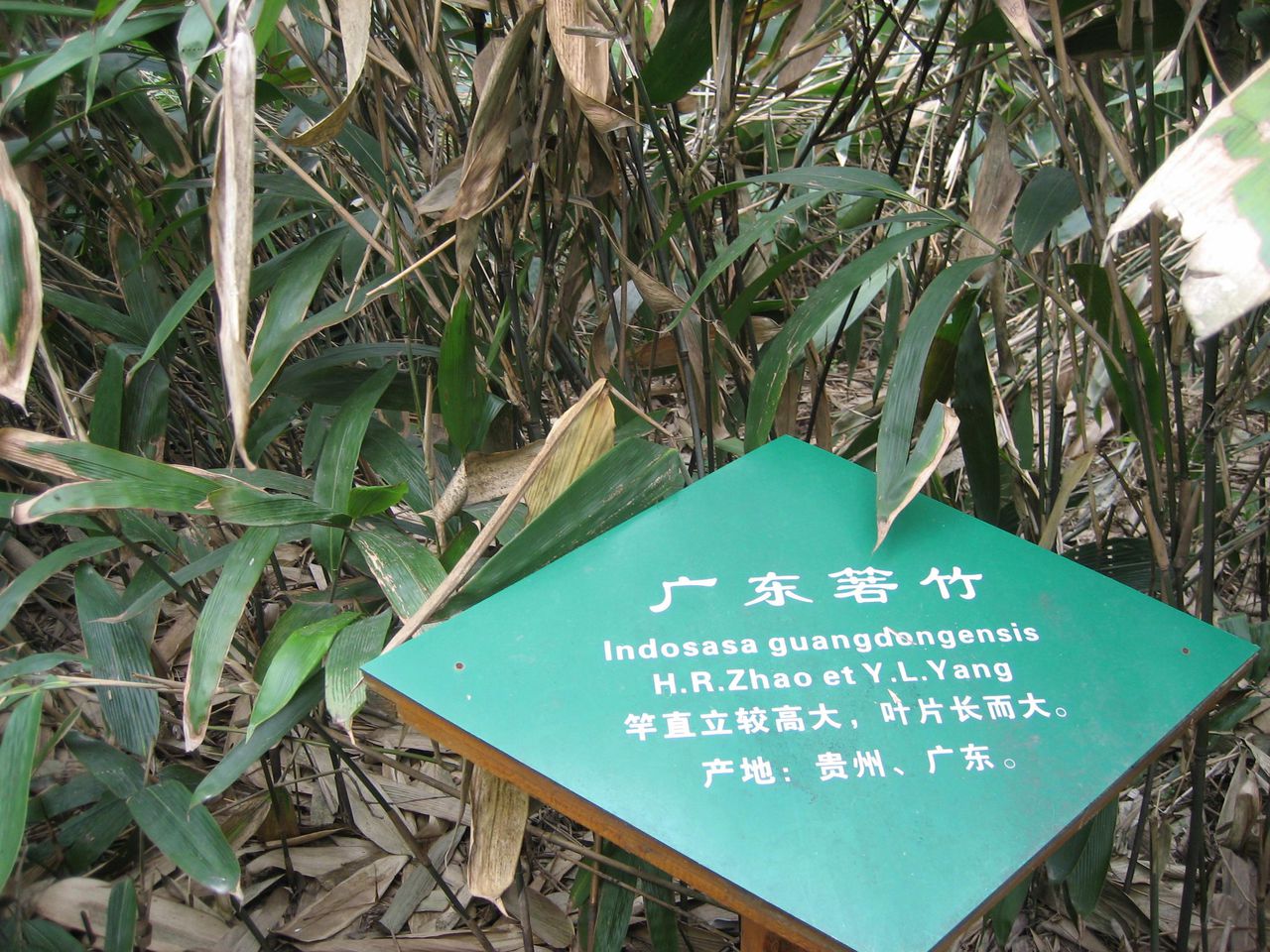 indocalamus guangdongensis h. r. zhao et y. l. yang