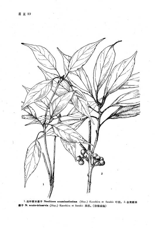 尖叶新木姜子_百度百科