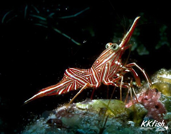  p>骆驼虾(学名:rhynchocinetes durbanensis),也叫机械虾,尖嘴虾