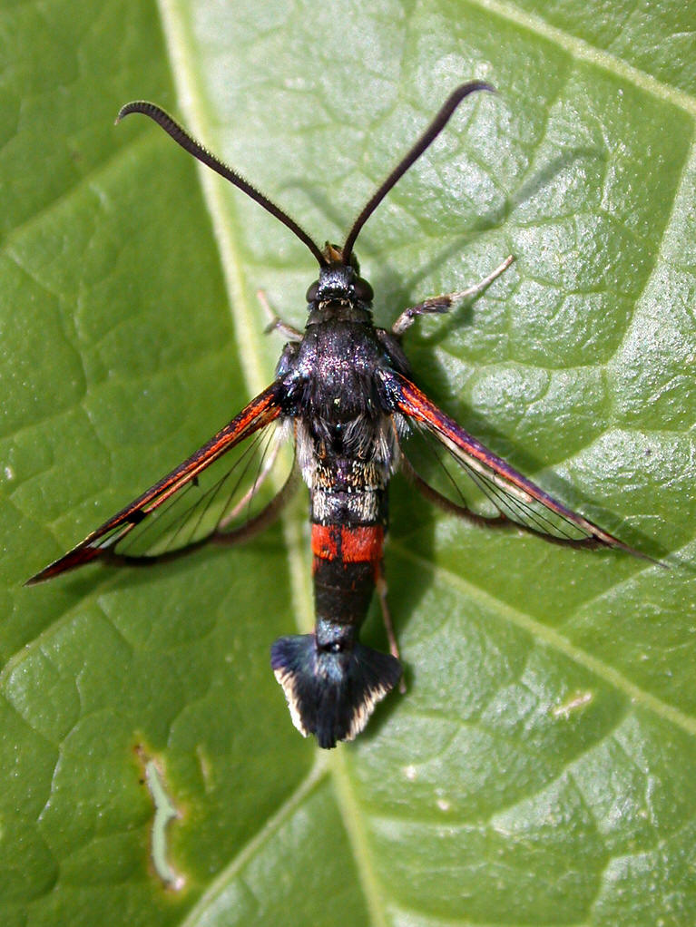  p>透翅蛾( i>aegeriidae) /i>鳞翅目(lepidoptera) a href="#" data