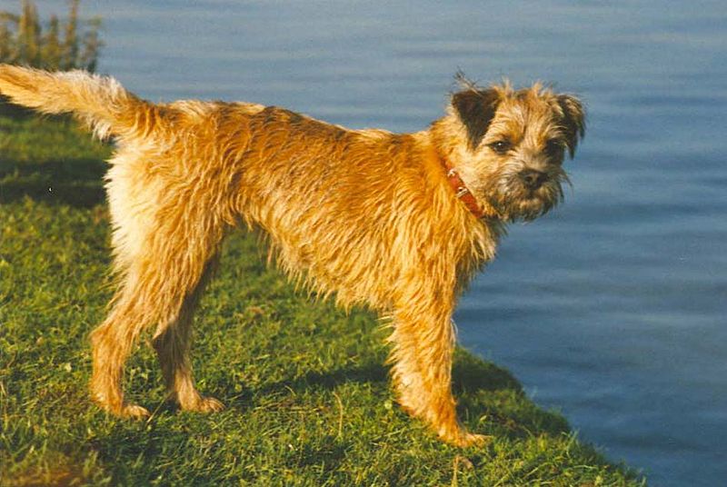 borderterrier