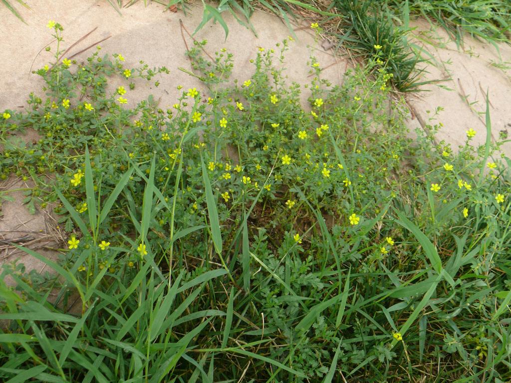  p>腺毛委陵菜(拉丁名:potentilla longifolia willd. ex schlecht.