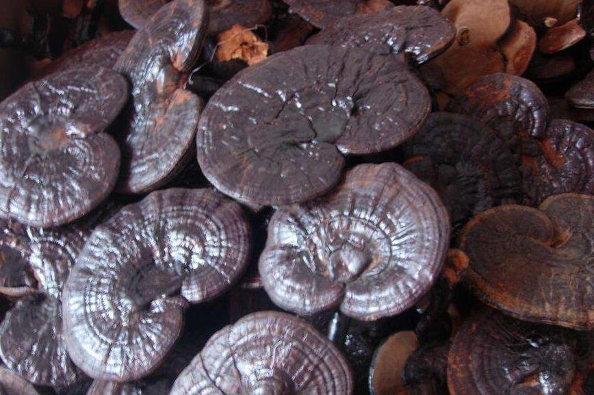 href="/item/玄芝/3627104" data-lemmaid="3627104">玄芝 /a>,黑云芝