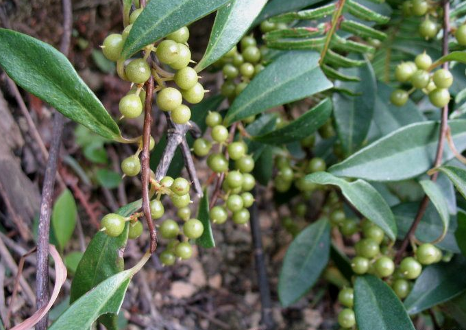  p>肉果酸藤子( a target="_blank" href="/item/学名/8074290" data