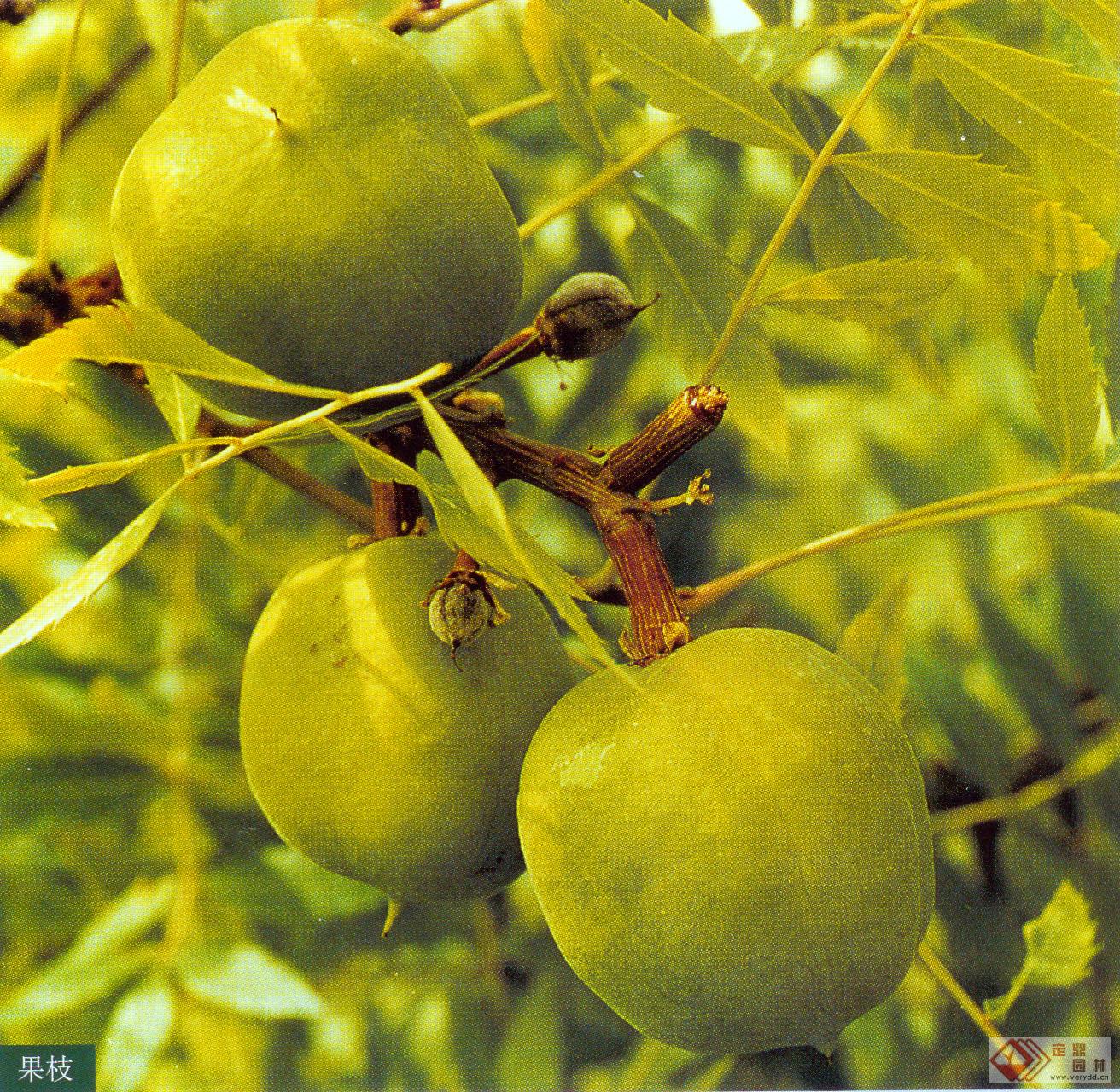 sorbifolium /i> bunge),无患子科文冠果属的落叶小乔木,树皮灰褐色