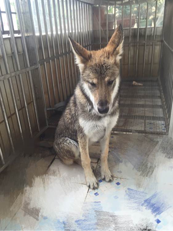 杂交狼狼混血串种狼