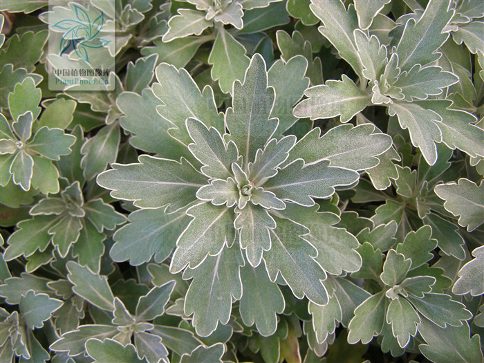  p>亚菊(拉丁学名:ajania pallasiana)为菊科多年