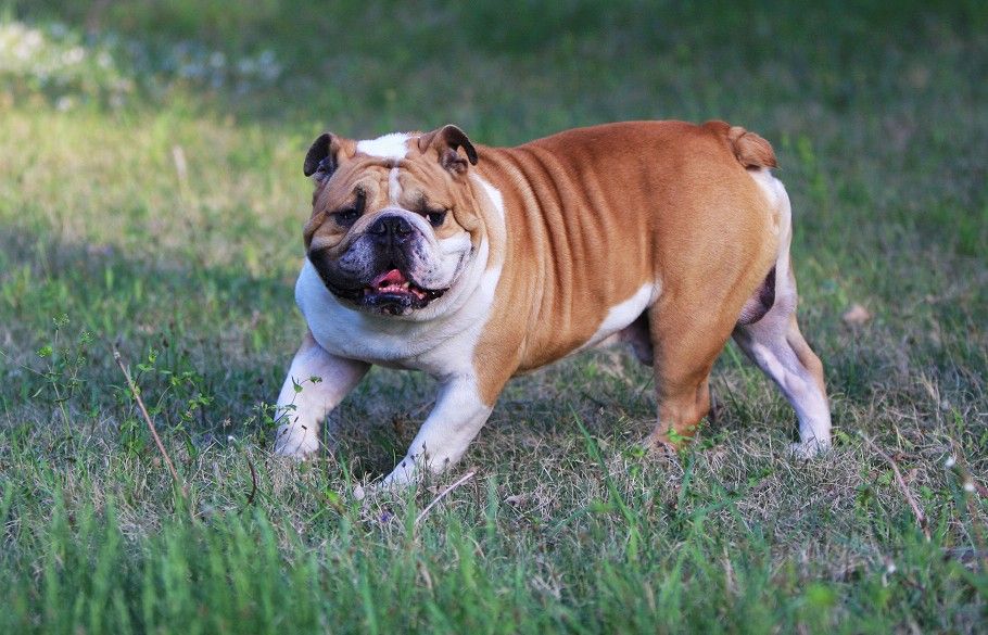  p>英国斗牛犬是一种体型中等,被毛平顺的犬,拥有沉重,肥壮,低矮而