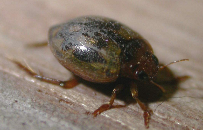  p>龙虱科(dytiscidae)属 a href="#" data-lemmaid="1622302">昆虫纲