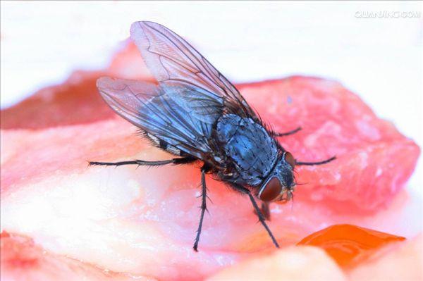 红头丽蝇