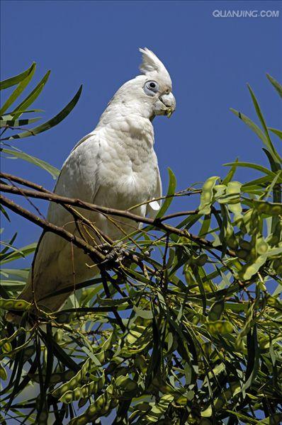  p>小凤头鹦鹉(学名 : i>cacatua sanguinea /i>)是 a href="#">鹦形