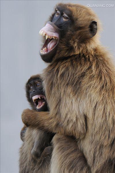  p>狒狒(学名: i>papio /i>):灵长目 a target="_blank" href="/item