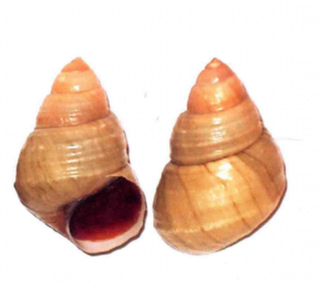  p>方形环棱螺(学名: i>sinotaia quadrata /i>)是田螺科,环棱螺属