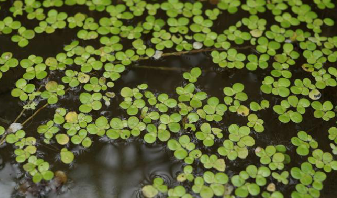 是 a href="#" data-lemmaid="5290330">浮萍科 /a> a href="#" data