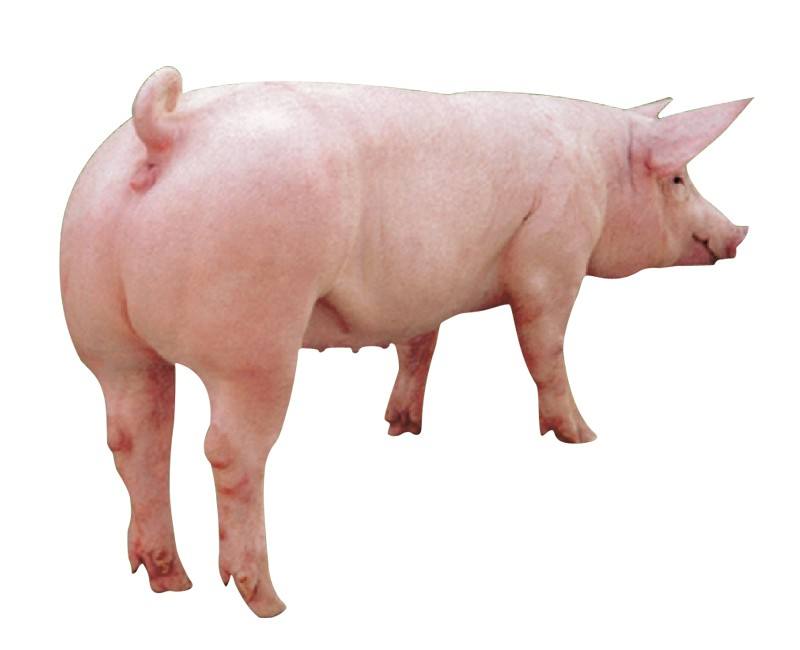 长白,英系长白,荷兰长白,法系长白,德系长白及丹麦长白猪合成的一种猪